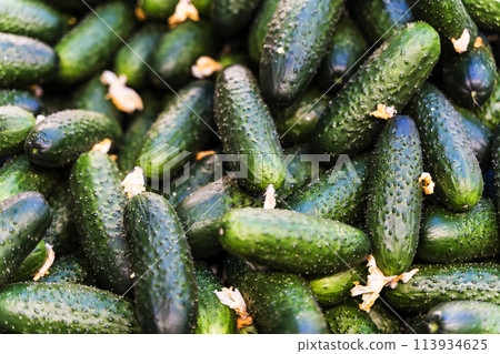 Cucumbers harvest on the supermarket counter. Farm cucumbers in boxes on a market display. 113934625