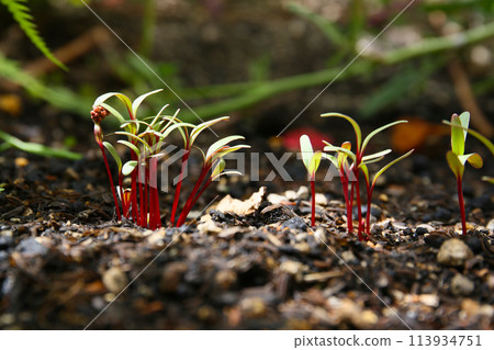 Vegetable cultivation, beet sprouts 113934751
