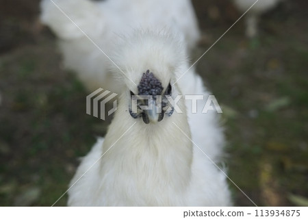 一隻毛茸茸的白雞 113934875