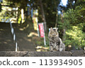 A cat waiting on the steps of Karasawayama Shrine in Sano City, Tochigi Prefecture 113934905