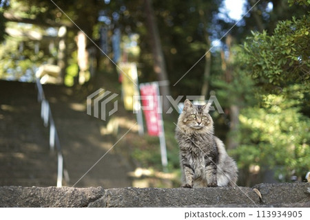 栃木縣佐野市唐澤山神社樓梯上等待的貓 栃木縣佐野市唐澤山神社樓梯上等待的貓 113934905