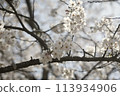 Cherry blossoms in full bloom illuminated by the spring sun 113934906