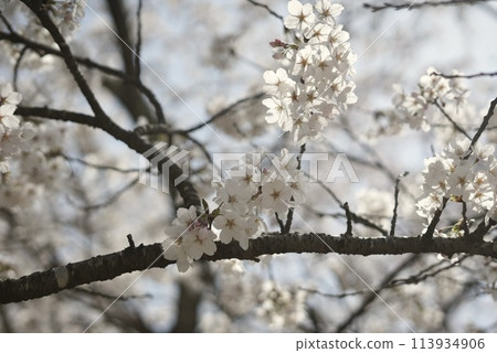 春天的陽光照耀下盛開的櫻花 113934906
