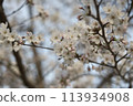 Lovely cherry blossoms in full bloom, faintly colored 113934908