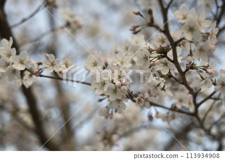 Lovely cherry blossoms in full bloom, faintly colored Lovely cherry blossoms in full bloom, faintly colored 113934908