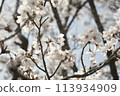 Cherry blossoms in full bloom illuminated by the spring sun 113934909