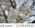 Lovely cherry blossoms in full bloom, faintly colored 113934910