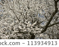 Cherry blossoms in full bloom 113934913
