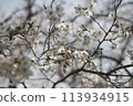 Lovely cherry blossoms in full bloom, faintly colored 113934915