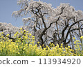 A beautiful spring scene with the contrast between the yellow of the rapeseed fields and the pink of the cherry blossoms 113934920
