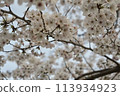 Lovely cherry blossoms in full bloom, faintly colored 113934923