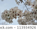 Lovely cherry blossoms in full bloom, faintly colored 113934926