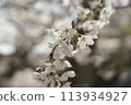 Cherry blossoms in full bloom illuminated by the spring sun 113934927