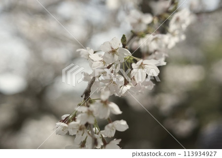 Cherry blossoms in full bloom illuminated by the spring sun 113934927