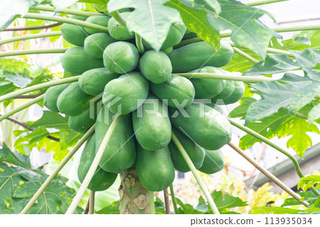 large many papaya freshness greens in the garden concept. papaya has vitamins that can nutritious 113935034