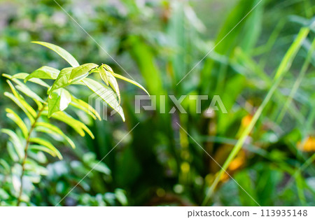 The daylight is outdoor and The air is so fresh. The concept for design blurred and selective focus effect season. Copy space on right for the design. Small bokeh green color for the nature background 113935148