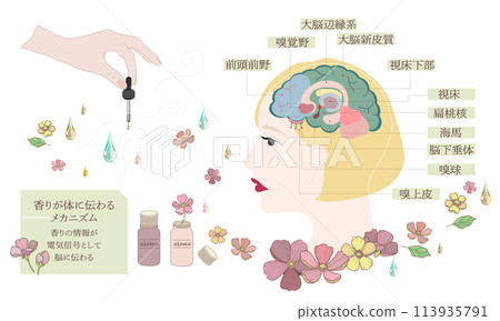 Mechanism of scent transmission to the body ・ Sensory conduction path 113935791
