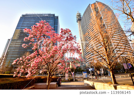 Red magnolia flowers at Minato Mirai Grand Mall Park 113936145