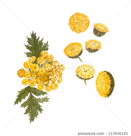 Tansy wild herb isolated on white. Hand painted in watercolor. Yellow flowers, eco design. Clipart High quality illustration for cards, packages, essential oil bottles, oil infusions, herbalism design 113936183