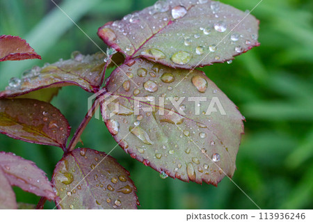 Rose leaves with water drops in the garden. 113936246