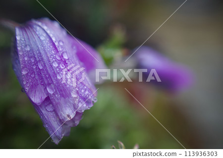 Pink anemones drooping in the rain, looking towards the time when they will bloom, with the flower language of "hope." 113936303