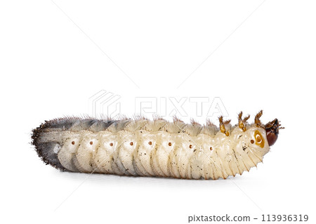 Larva on white background Larva on white background 113936319