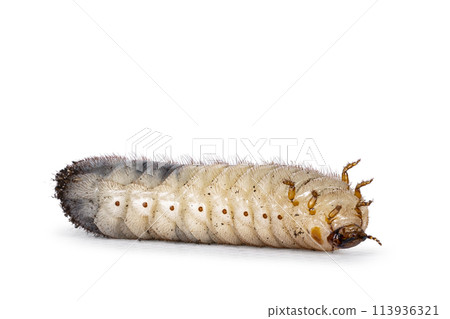 Larva on white background Larva on white background 113936321