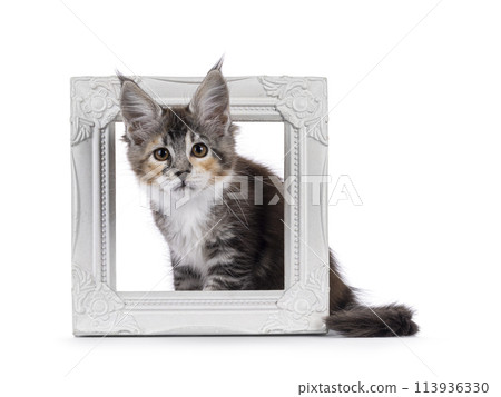 Maine Coon cat with frame on white 113936330