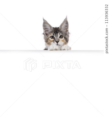 Maine Coon cat with frame on white 113936332