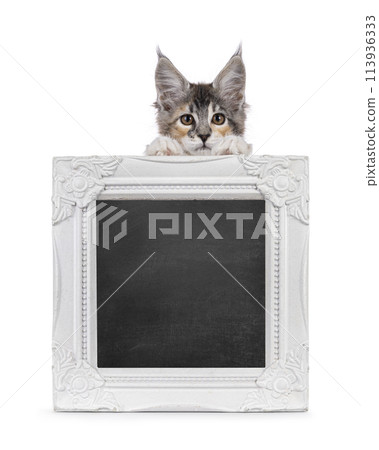 Maine Coon cat with frame on white Maine Coon cat with frame on white 113936333