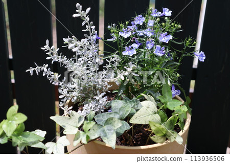 Lobelia and olearia planting Lobelia and olearia planting 113936506