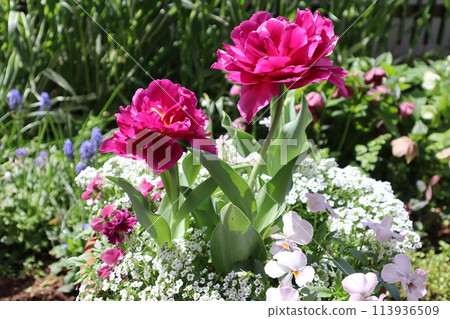 Double-flowered tulips planted together Double-flowered tulips planted together 113936509