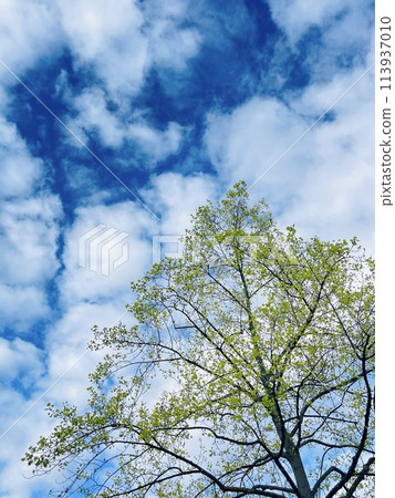 A tree stands tall against a blue sky with fluffy clouds A tree stands tall against a blue sky with fluffy clouds 113937010