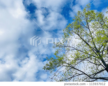 A tree stands tall against a blue sky with fluffy clouds A tree stands tall against a blue sky with fluffy clouds 113937012