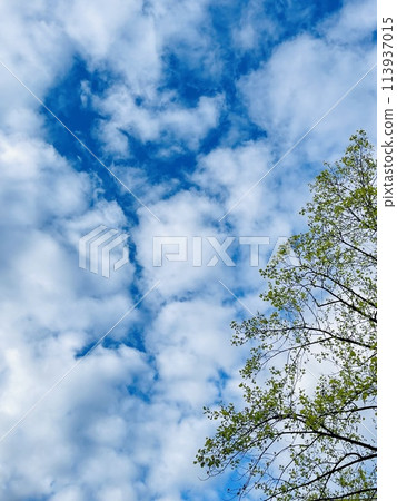 A tree stands tall against a blue sky with fluffy clouds A tree stands tall against a blue sky with fluffy clouds 113937015
