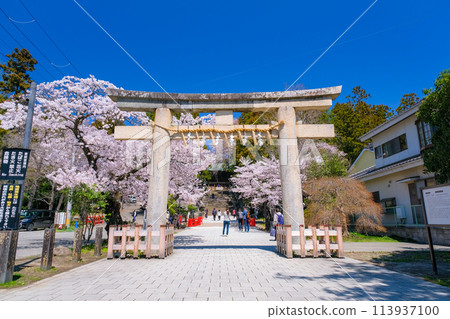 Spring at Sendai Toshogu Shrine, Sendai City, Miyagi Prefecture Spring at Sendai Toshogu Shrine, Sendai City, Miyagi Prefecture 113937100