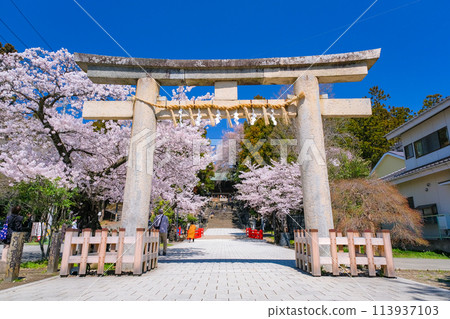 Spring at Sendai Toshogu Shrine, Sendai City, Miyagi Prefecture 113937103
