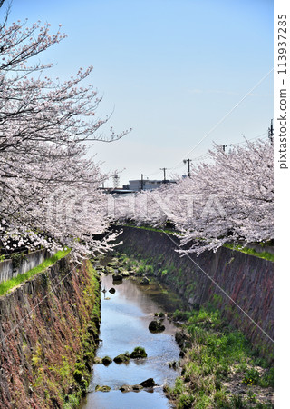 <Aichi Prefecture> Yamazaki River in Nagoya City with cherry blossoms in full bloom <Aichi Prefecture> Yamazaki River in Nagoya City with cherry blossoms in full bloom 113937285