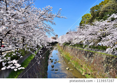 <Aichi Prefecture> Yamazaki River in Nagoya City with cherry blossoms in full bloom <Aichi Prefecture> Yamazaki River in Nagoya City with cherry blossoms in full bloom 113937287