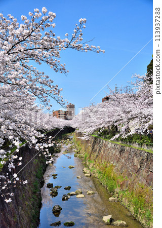 【愛知縣】名古屋市山崎川櫻花盛開 113937288