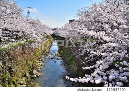 <Aichi Prefecture> Yamazaki River in Nagoya City with cherry blossoms in full bloom 113937291