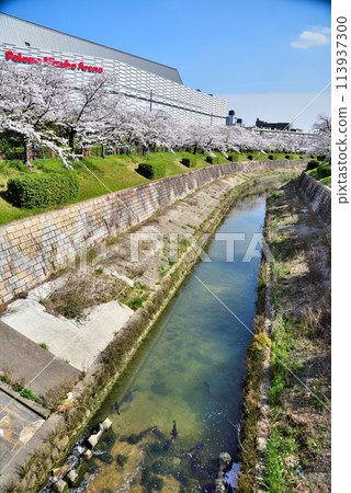 [愛知縣] 櫻花盛開的名古屋市山崎河和名古屋市瑞穗公園體育館 113937300