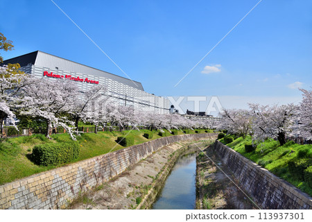 [愛知縣] 櫻花盛開的名古屋市山崎河和名古屋市瑞穗公園體育館 113937301