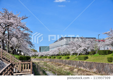 [Aichi Prefecture] Yamazaki River in Nagoya City and Mizuho Park Gymnasium in Nagoya City with cherry blossoms in full bloom 113937309