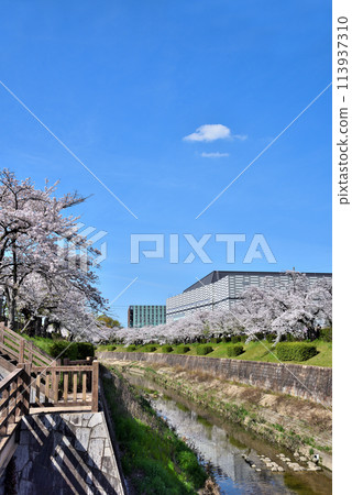 [Aichi Prefecture] Yamazaki River in Nagoya City and Mizuho Park Gymnasium in Nagoya City with cherry blossoms in full bloom 113937310