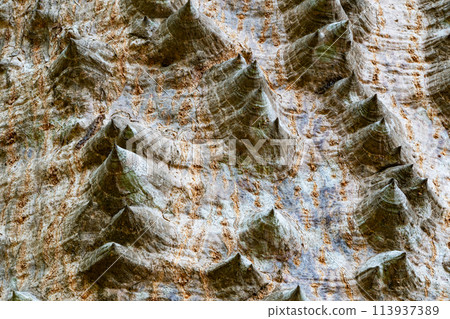 Low angle view of thorns on the surface of trunk of Kapok tree. Low angle view of thorns on the surface of trunk of Kapok tree. 113937389