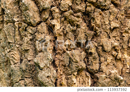 Closeup of Indian cork tree bark texture background. 113937392