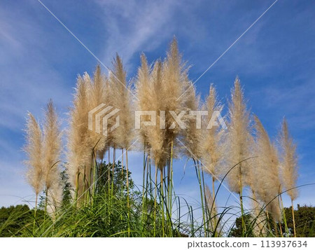 潘帕斯草花,穗狀花序 潘帕斯草花,穗狀花序 113937634
