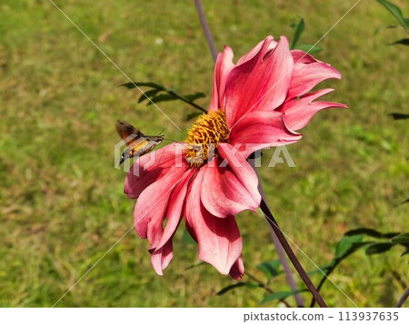 皇帝大麗花的紅色花朵 皇帝大麗花的紅色花朵 113937635