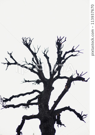 An autumn or winter tree . Black silhouette on a white background. Dead branches, the silhouette of a dead or dry tree on a white background with space to copy. Winter time. Cut out.High quality photo 113937670